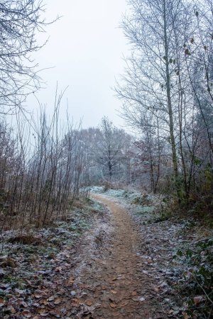 This image leads the viewer down a narrow, winding path through a woodland scene touched by frost. The muted colors of a cold morning are present, with the frost lending a delicate white edging to the