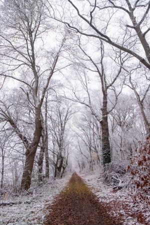 Esta fotografía invita a los espectadores a dar un paseo por un sendero forestal donde los árboles están adornados con un delicado glaseado. Las ramas rígidas tejen una fina red contra el cielo nublado, creando una