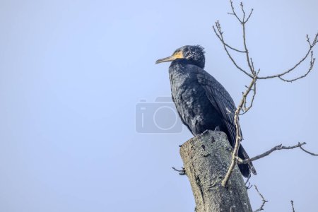 This image features a Great Cormorant, Phalacrocorax carbo, distinguished by its dark plumage and strong bill, perched stoically atop a bare tree stump. The birds watchful eye surveys the landscape