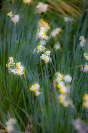 Ein ruhiges Bild von Narzissen, die zwischen grünem Laub hervortreten. Der sanfte Fokus auf die leuchtend gelben und weißen Blüten schafft eine heitere Atmosphäre, die die Essenz des Frühlings und die Schönheit einer frischen