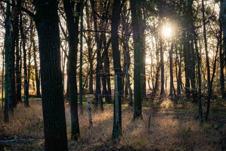 This photograph captures the ethereal beauty of morning light piercing through a grove of pine trees. The sun, positioned just behind the trees, creates a radiant starburst effect, illuminating the