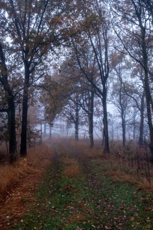 This evocative image captures the ephemeral beauty of an autumn trail shrouded in mist. The silhouettes of trees, holding on to their final leaves, stand as silent sentinels over a path carpeted with
