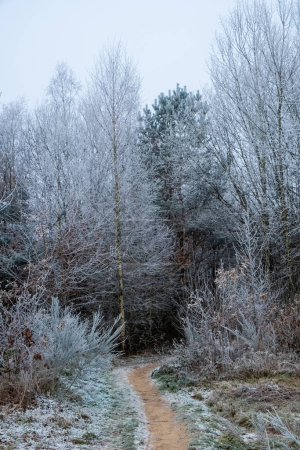 The image captures a gentle curve in a forest path leading the viewers eye into a grove of pines, their branches frosted in a soft layer of winter white. The surrounding trees, stripped of their