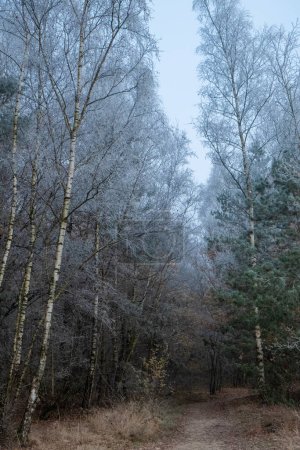 This image captures the serene mood of a wintry day, where a stand of birch trees with their distinctive white bark rises alongside evergreen pines. The forest is veiled in a fine mist that dusts the