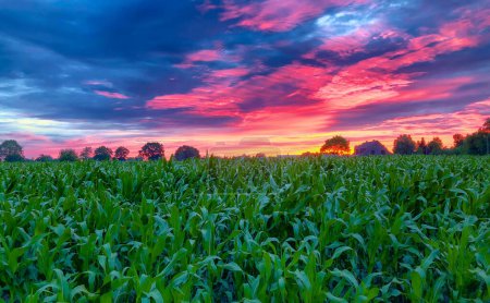 The image depicts a stunning sunset illuminating the sky with vibrant shades of pink, red, and purple. The view over lush, green corn fields stretching towards the horizon under this breathtaking
