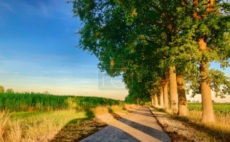 The warm glow of the setting sun bathes a tree-lined country road in soft light, casting long shadows and highlighting the verdant green of the surrounding fields. This tranquil scene captures the