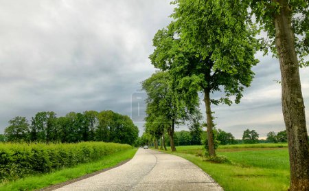 Esta tranquila imagen captura un sinuoso camino rural serpenteando a través de un vibrante paisaje rural. Flanqueada por árboles imponentes y exuberantes campos verdes, la escena emana una calidad pacífica, casi idílica