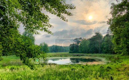 This captivating image portrays a serene sunset over a tranquil forest pond, enveloped by lush greenery. The setting sun casts a soft, golden glow across the landscape, illuminating the trees and
