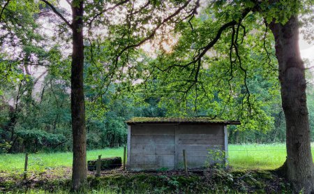 This image depicts an abandoned concrete shelter, overshadowed by the verdant canopy of a lush forest. The setting sun filters through the leaves, casting a soft, ethereal glow that highlights the