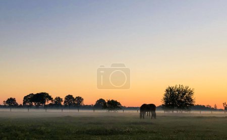 Captured during the serene moments of a sunrise, this image depicts a lone horse grazing in a mist-covered pasture. The soft morning light illuminates the scene, casting a warm glow over the landscape