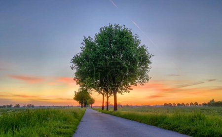 This image captures a peaceful rural path at sunrise, with the sky painted in vibrant shades of orange, yellow, and blue. A row of majestic trees stands guard along the path, their leaves bathed in