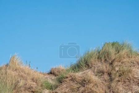 An image capturing the subtle beauty of coastal dunes with sparse tufts of hardy grass clumps dotting the sandy hills. The clear blue sky stretches above, lending a calm backdrop to this serene