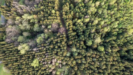 This aerial photograph captures the dense, lush canopy of a forest, showcasing a rich tapestry of various shades of green. The texture of the treetops ranges from the dark hues of mature conifers to
