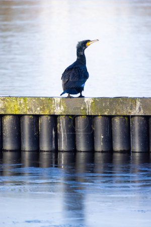Esta imagen presenta un cormorán sentado sobre una barrera cilíndrica a lo largo de un río, presentando un marcado contraste con el agua en calma. Las aves plumaje negro y distintivo parche de garganta amarilla son