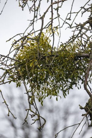 This image captures a cluster of mistletoe growing on the bare branches of a tree during winter. The green leaves and berries of the mistletoe stand out against the stark, leafless branches and the