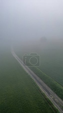 Cette image capture une route rurale sereine traversant des champs verdoyants, enveloppée d'une épaisse brume matinale. Le brouillard crée une atmosphère mystérieuse et tranquille, avec une visibilité qui s'estompe dans le