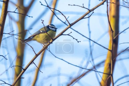 This image captures a charming Blue Tit, Cyanistes caeruleus, a small passerine bird, perched on the slender branches of a bare tree. Its vibrant yellow belly and blue cap are striking against the