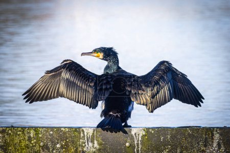 A Great Cormorant, Phalacrocorax carbo, is captured here with its wings outstretched, basking in the sunlight. The bird is perched on a weathered wooden beam by the water, showcasing its impressive