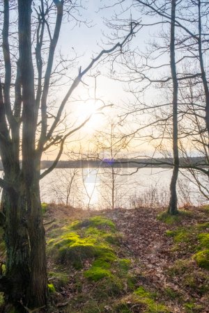 The scene is a serene lakeside view, where the low winter sun casts a soft glow through the bare branches of trees. The ground is covered with a carpet of fallen leaves, interspersed with patches of