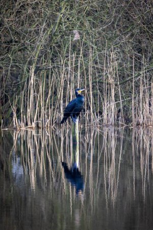 This image captures a solitary cormorant standing on a post amidst a tranquil lakeside setting, surrounded by reeds and reflective water. The birds sleek black plumage and distinctive yellow throat