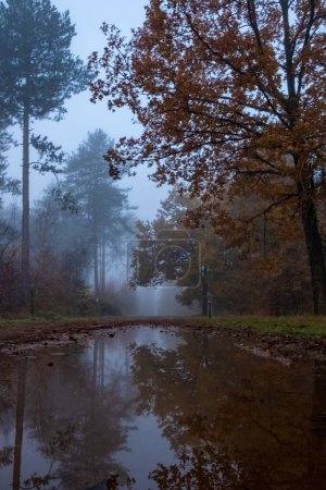 This photograph reveals the subdued beauty of a misty autumnal path, where a sizeable puddle reflects the surrounding trees like a natural mirror. The rich, brown leaves of an oak contrast with the