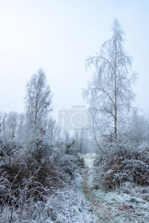 This photograph depicts a narrow trail meandering through a copse of trees, each limb and leaf cloaked in a delicate layer of frost. The tall birches, with their slender forms, rise into the muted sky