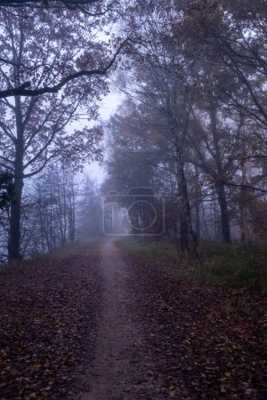 This image breathes life into the chill of an autumn morning with a pathway blanketed by a carpet of leaves, leading into a mist-veiled forest. The overhanging branches draped in the fogs embrace