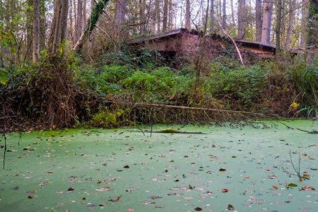 An abandoned cabin stands in a dense forest, surrounded by overgrown foliage and an algae-covered pond.