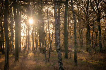 The photograph depicts a serene morning in a birch forest, with the suns rays filtering softly through the trees. The golden light of the dawn creates a diffused glow, highlighting the textures of