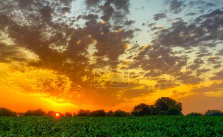 The warmth of a golden sunrise spills over a verdant crop field, painting the landscape in a palette of vibrant oranges, yellows, and greens. The sky is a canvas of textured clouds, adding depth and