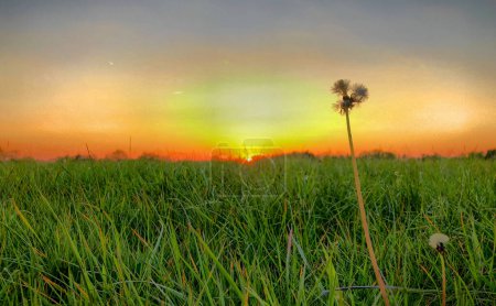 A serene sunset over a lush green field with a solitary dandelion, capturing a peaceful natural moment.