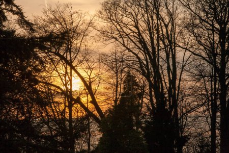 El sereno bosque otoñal está bañado por un resplandor de puesta de sol, con la luz asomándose a través de ramas de árboles sin hojas