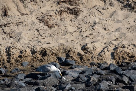 A seagull is scavenging for food along the shoreline of a tranquil beach in a serene coastal environment