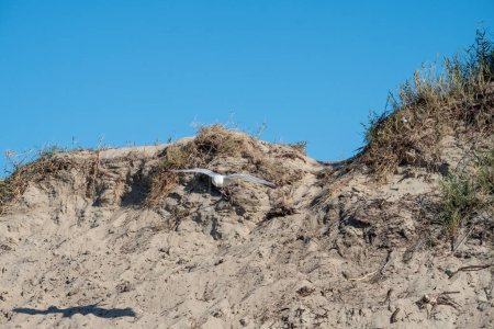 Une mouette s'élève au-dessus d'une dune de sable contre un ciel bleu clair, symbolisant la liberté et la nature dans un paysage côtier