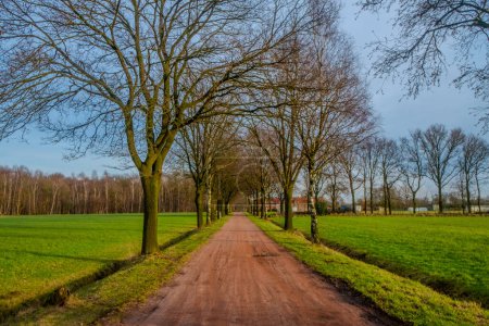 A dirt country road stretches into the distance, lined on either side by tall, bare trees. Their branches, devoid of leaves, frame a cloudy sky above a vibrant green field. The image gives a sense of