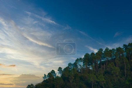 Paysage forestier serein contre un ciel bleu vif au coucher du soleil avec des nuages légers dans un cadre tranquille.