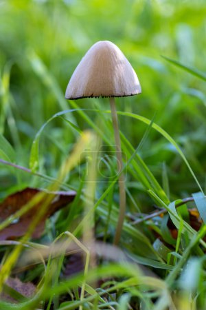 In the grass, a small mushroom is seen sprouting. It adds to the natural landscape with its presence, blending in with the fawn wood and groundcover around