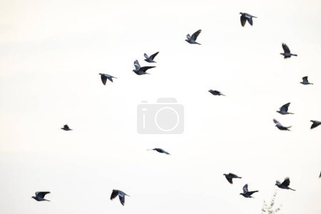 This image captures a flock of birds in mid-flight against a clear, light sky. The birds are scattered across the frame, showcasing their wings in various positions as they glide and maneuver through