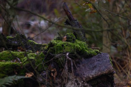 A tree stump covered in green moss can be found in the peaceful woods, blending harmoniously with the natural landscape around it