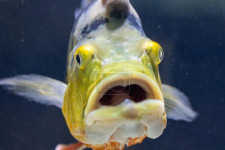 Sehen Sie eine Nahaufnahme eines lebendigen Fisches mit weit geöffnetem Maul, der eine Mischung aus Neugier und Humor in seinem Ausdruck zeigt