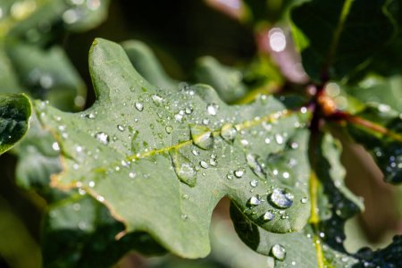 Hochauflösendes Makrobild von Wassertropfen auf einem grünen Blatt, das die Schönheit und Details der Natur zeigt