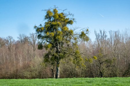 Un arbre vibrant accueille des grappes de gui, face à un ciel bleu clair dans un champ de campagne paisible.