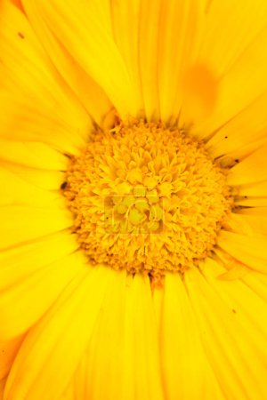 Detaillierte Nahaufnahme eines leuchtend gelben Blütenzentrums mit strahlenden Blütenblättern. Perfekt für botanische Themen.