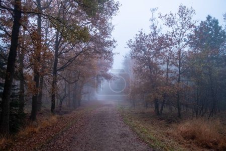 Imagen cautivadora de un sendero forestal otoñal envuelto en niebla, con siluetas de árboles apenas visibles a través de la niebla. Los colores tenues del follaje de otoño se suavizan aún más por la niebla