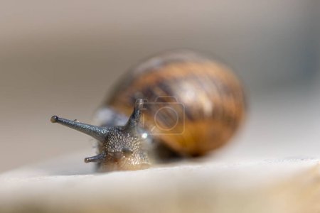 A closeup photograph of a garden snail with a striped shell on a smooth surface, captured in macro detail