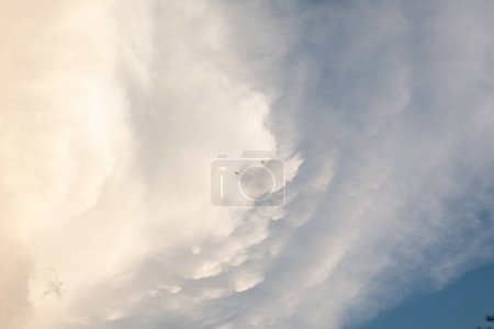 Two birds flying under a mammatus cloud
