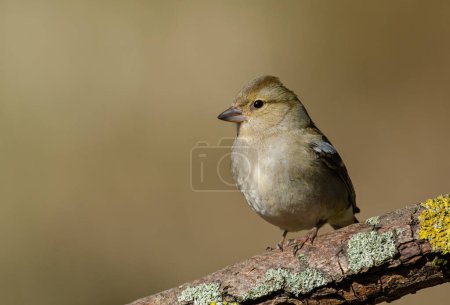 Photo for Female Chaffinch, Fringilla coelebs, perched on a tree branch - Royalty Free Image