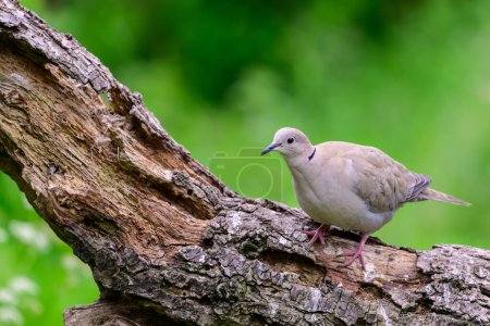 Photo for Collard Dove, Streptopelia decaocto, perched on a tree log - Royalty Free Image