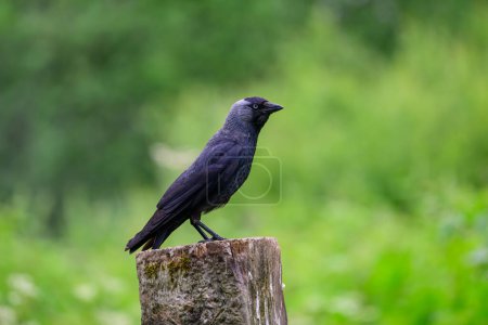 Photo for Jackdaw, Corvus monedula, perched on a gate post. - Royalty Free Image