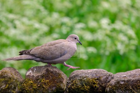Photo for Collard Dove, Streptopelia decaocto, walking across stone wall - Royalty Free Image